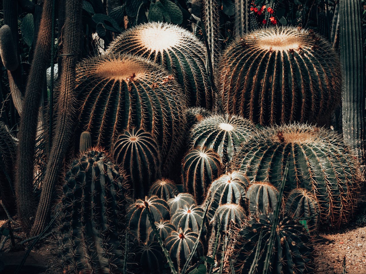 Photo of lots of different cacti by Egor Komarov